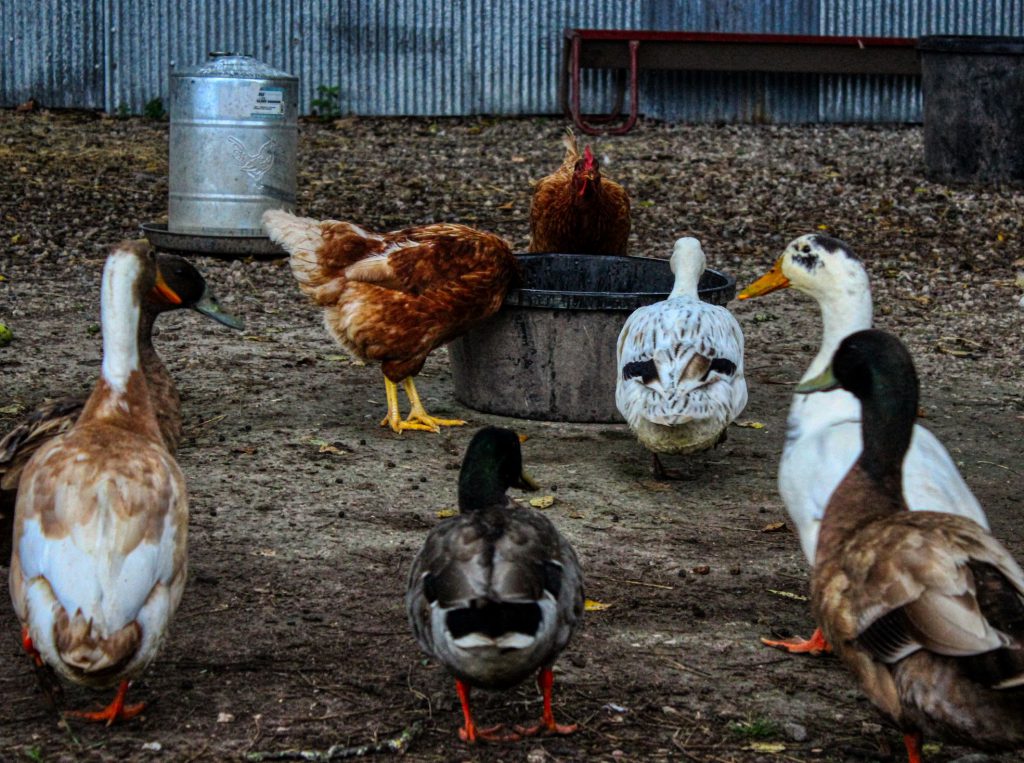 Ducks and Chickens